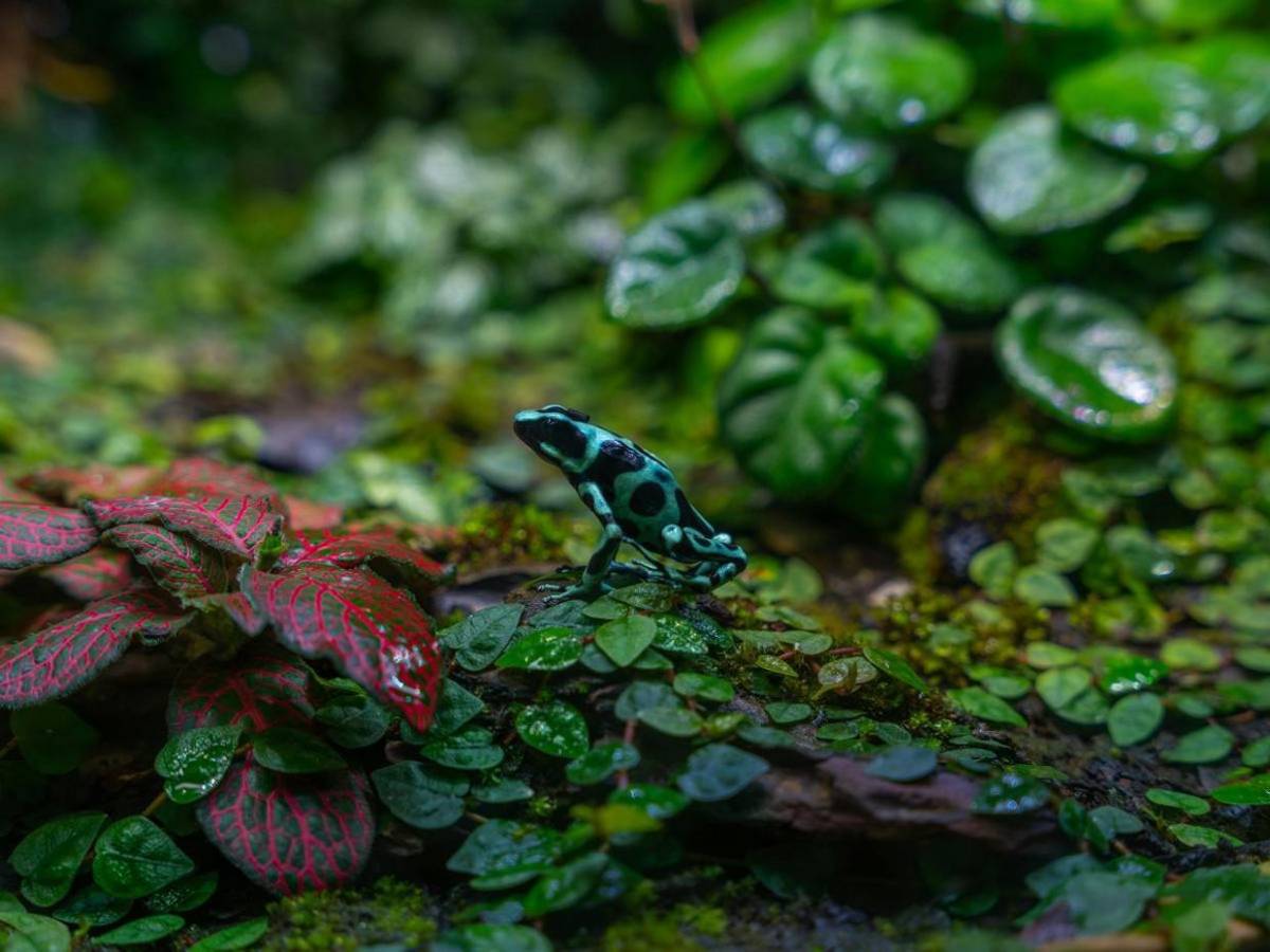 Diminuta pero letal, así es la rana dardo usada contra Navalni, ¿cómo afecta al cuerpo?