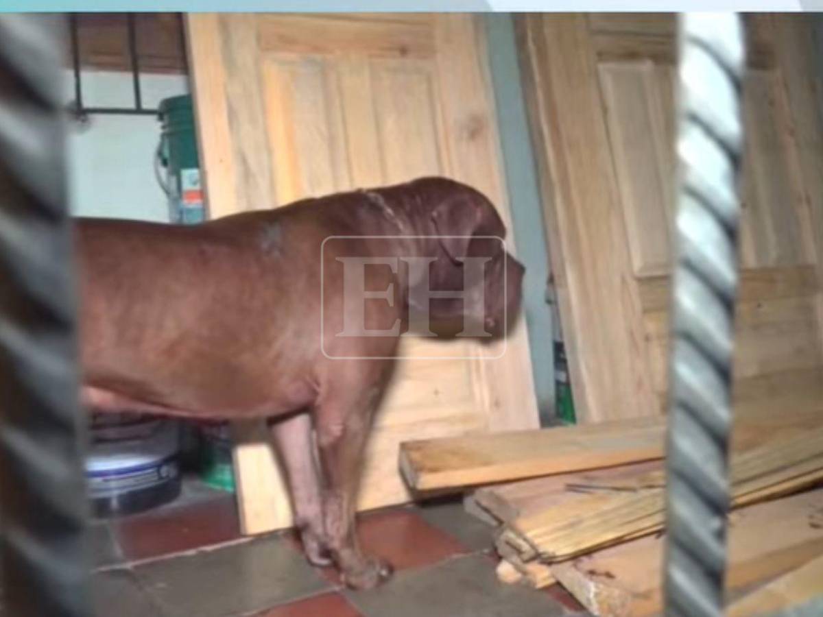 Le arrancó el pie: Zeus, el perro que mató a su dueño, en observación para descartar rabia