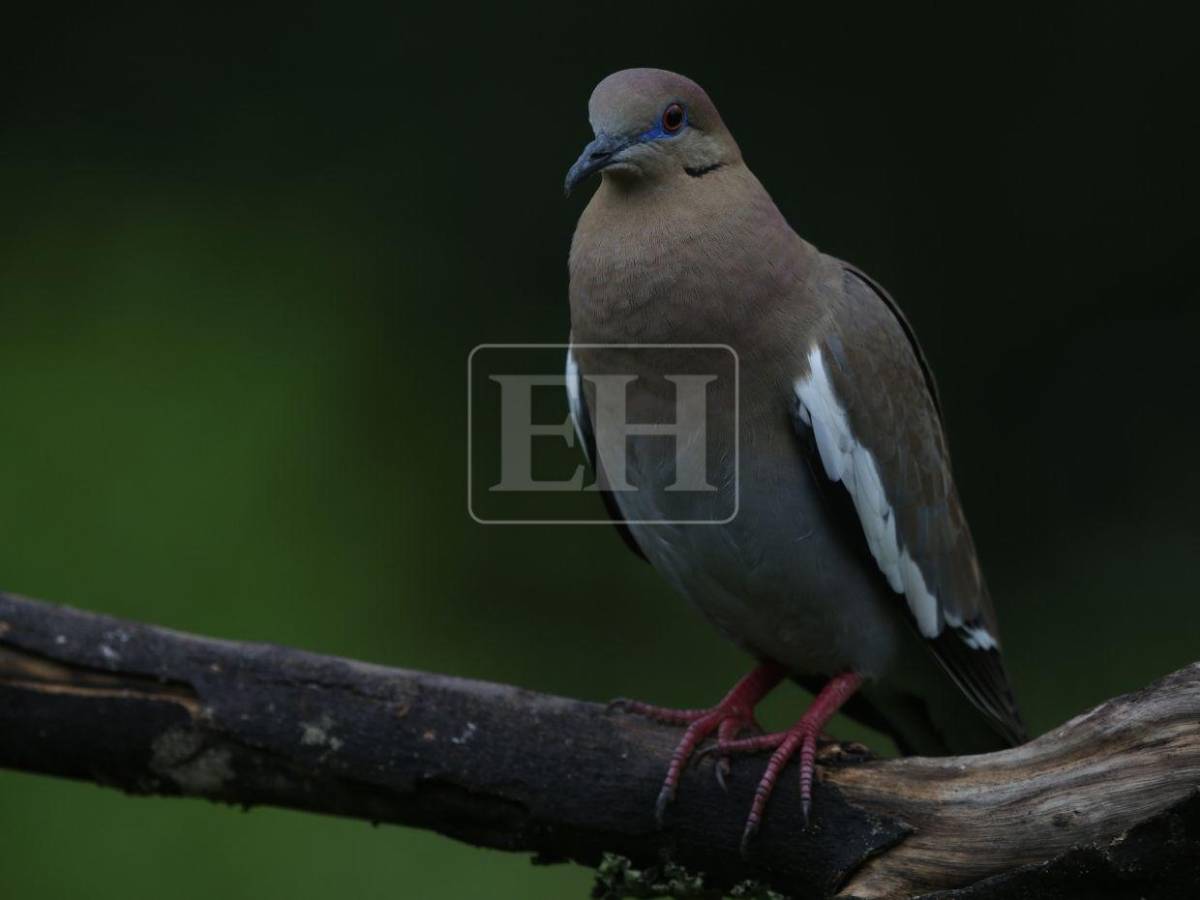 Un recorrido entre las aves que anidan en el corazón verde de Honduras