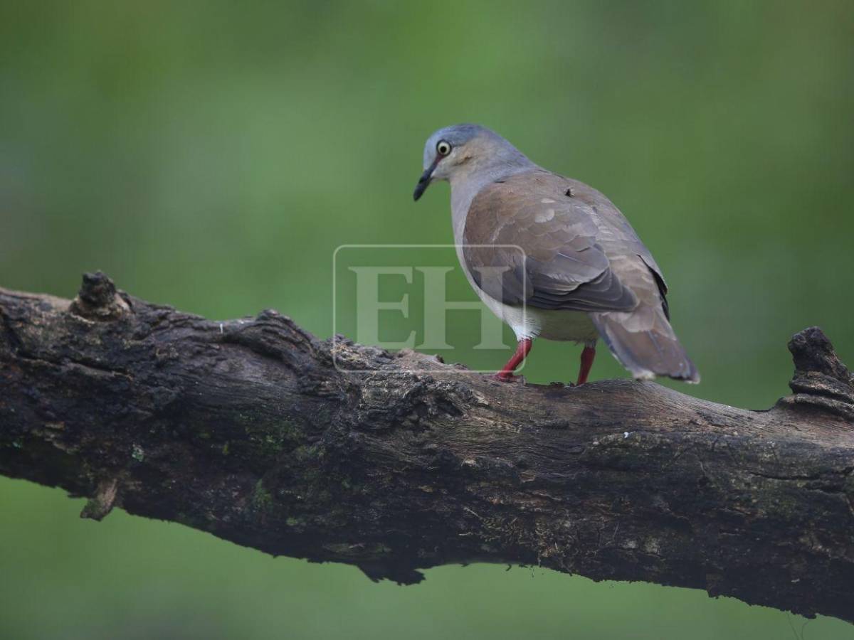 Un recorrido entre las aves que anidan en el corazón verde de Honduras