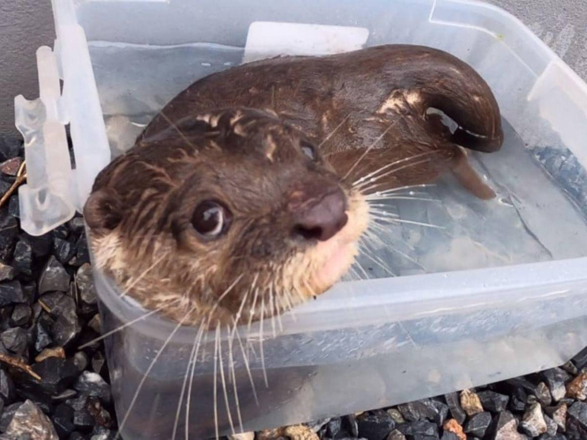 Animales comprados, gatos y perros envenenados: Situación en 'santuario' de Frank Cuesta