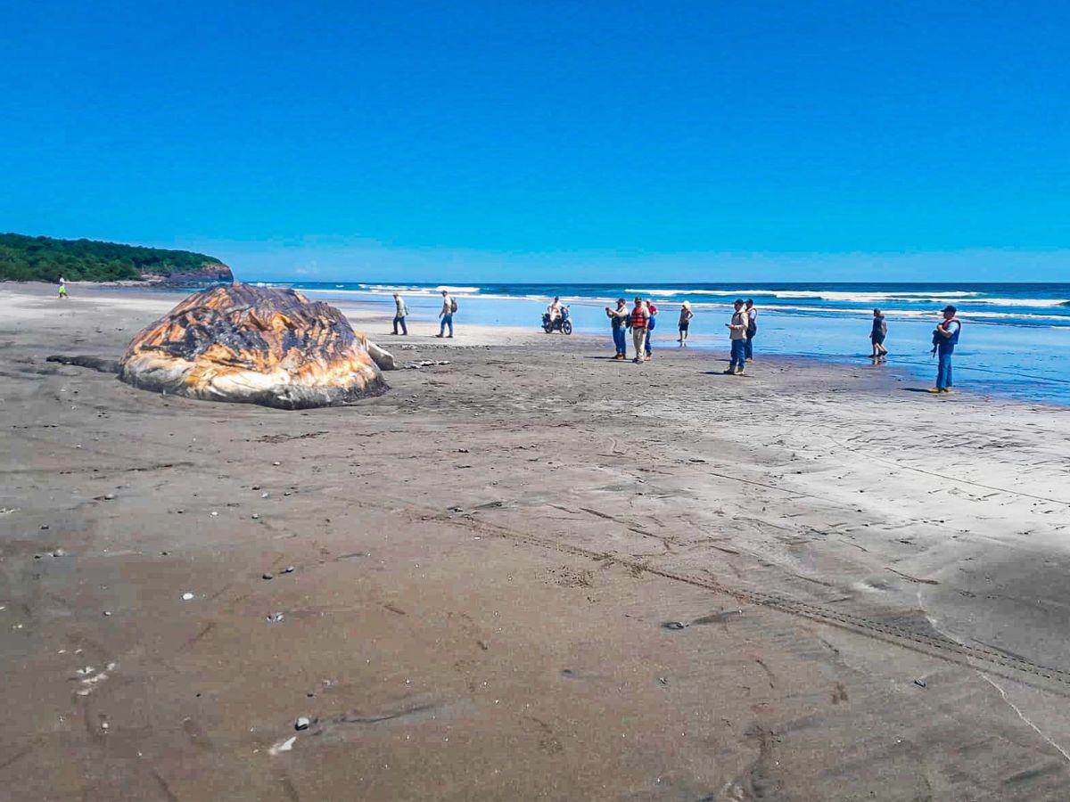 Ballena jorobada de 15 metros encuentra su muerte en playa de El Salvador