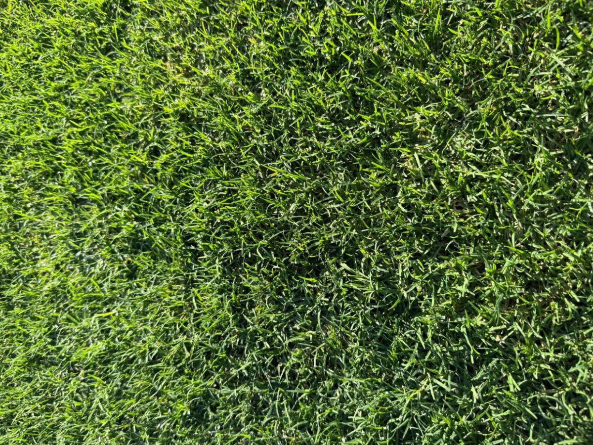 ¡Una belleza! Así está quedando el estadio Juan Ramón Brevé de Juticalpa con su nueva grama