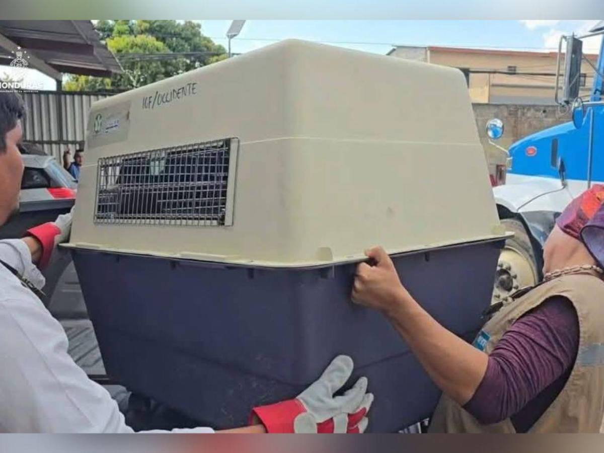 Así rescataron a mono araña que había escapado de un espacio en cautiverio en Copán