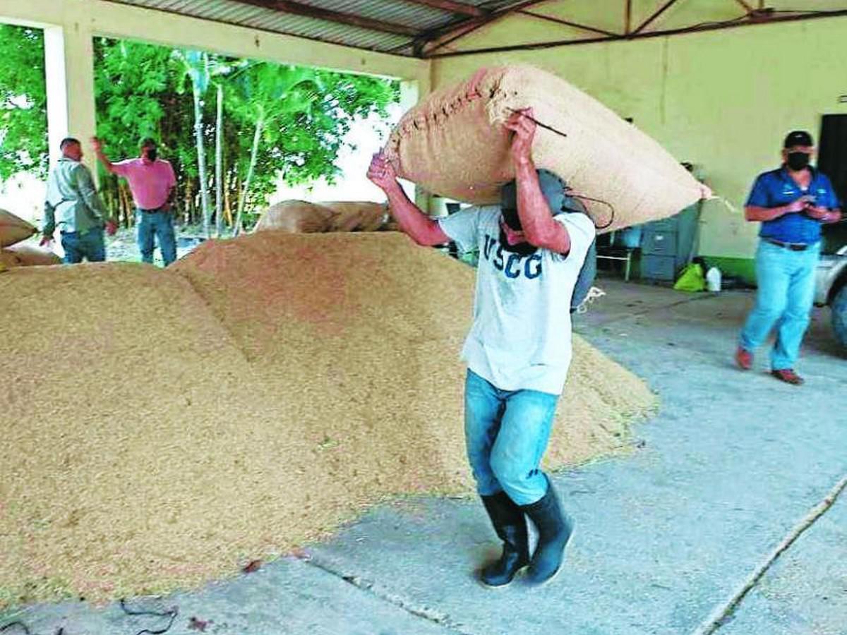 Gobierno buscará comprar un barco para transportar producto agroalimentario