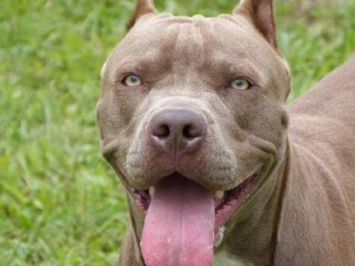 Pitbull dispara un arma por accidente contra su dueño en Memphis, Estados Unidos