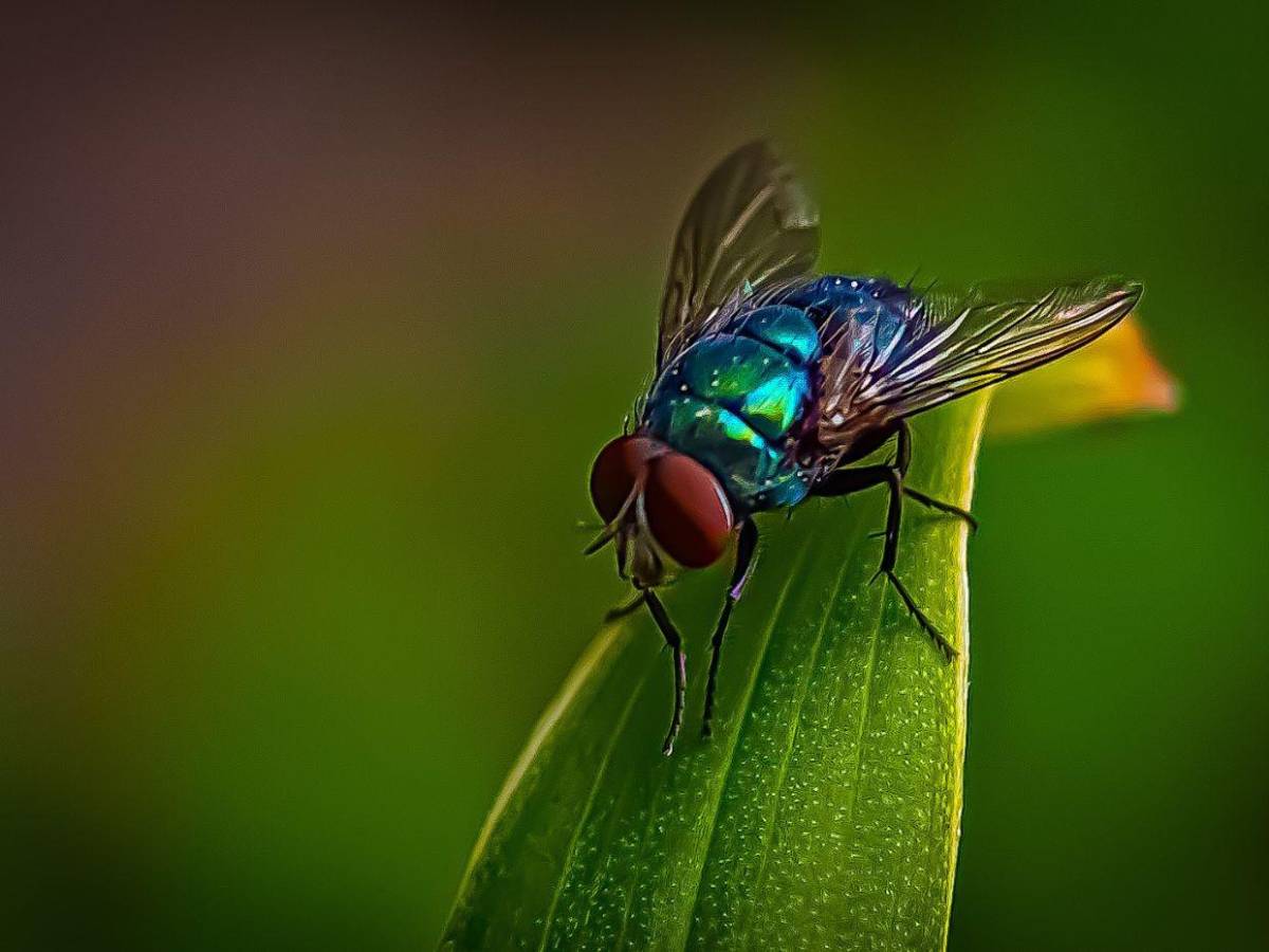 Devorador de hombres, así invade y prolifera en heridas humanas el gusano barrenador