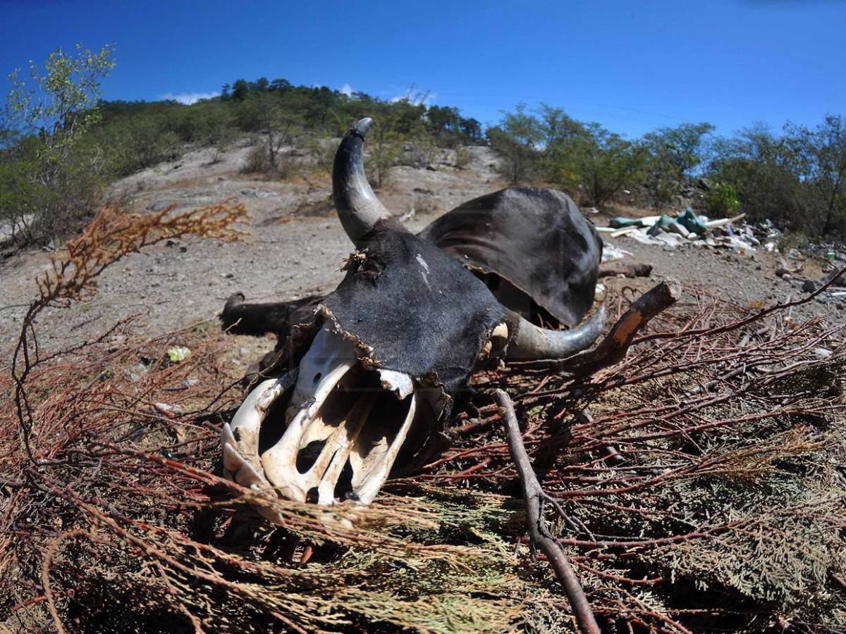 Sin agua ni forraje: la lucha diaria de pequeños ganaderos por salvar sus vacas