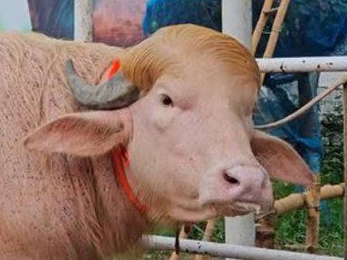 Su parecido con Donald Trump le salvó la vida: búfalo albino causa furor en redes