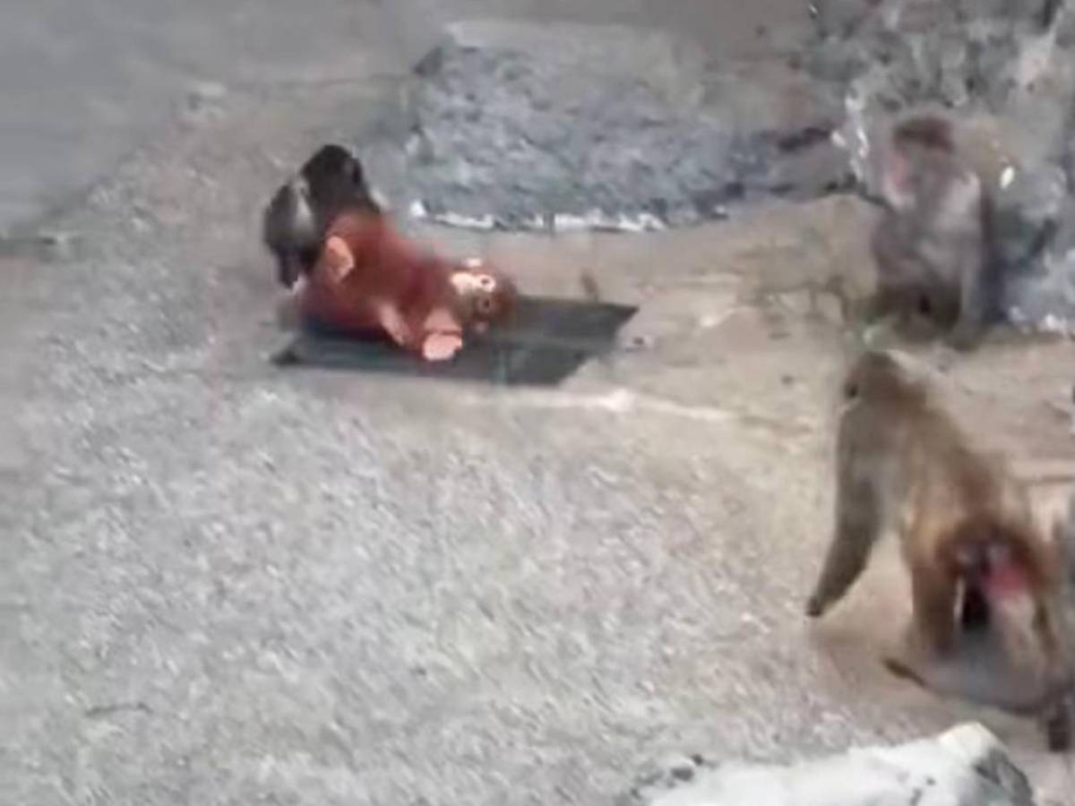 Punch: el mono rechazado por su madre que convirtió un peluche en su único refugio