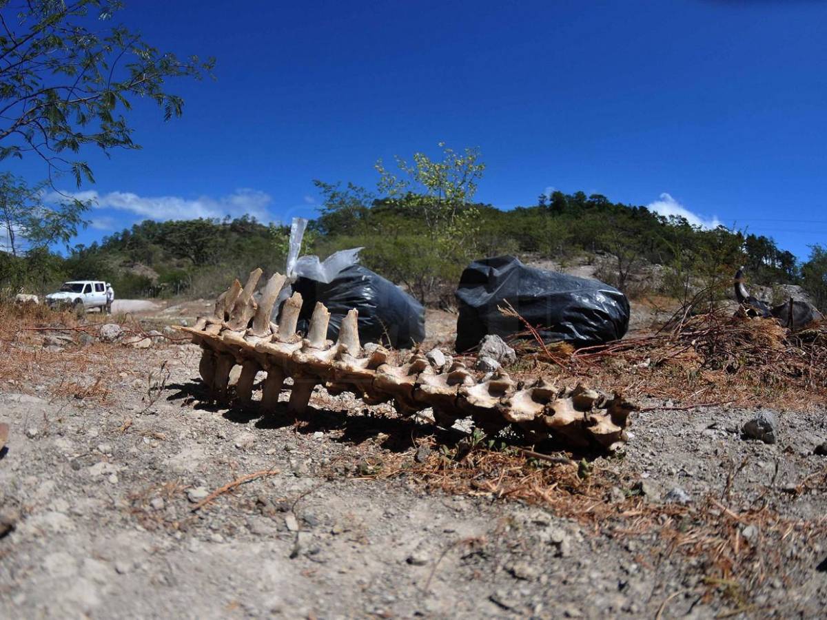 Sin agua ni forraje: la lucha diaria de pequeños ganaderos por salvar sus vacas
