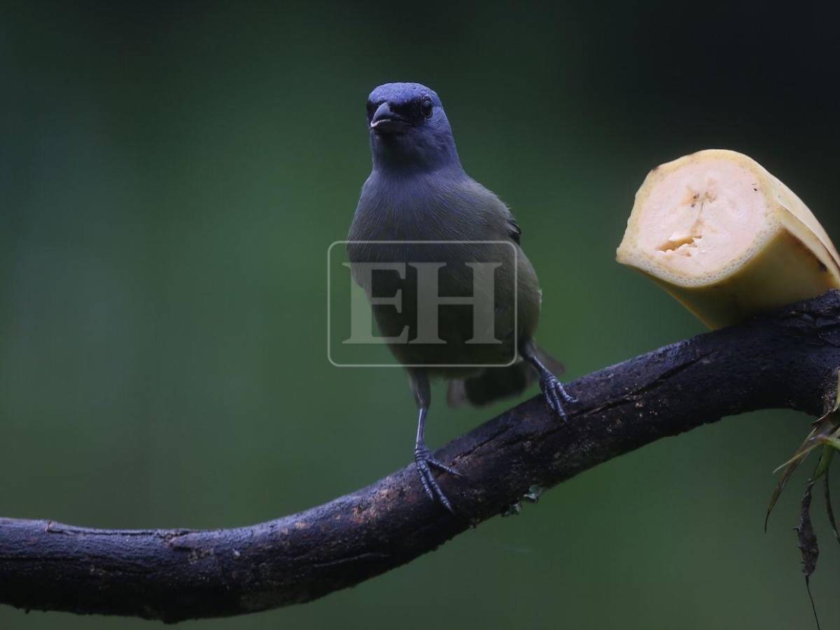 Un recorrido entre las aves que anidan en el corazón verde de Honduras