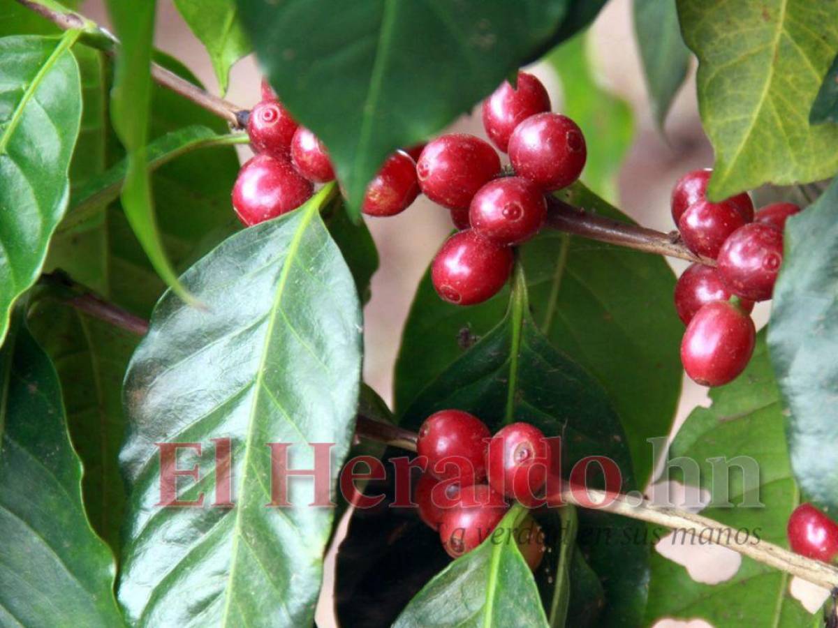 ¿Cuánto reciben los productores y exportadores por quintal de café?