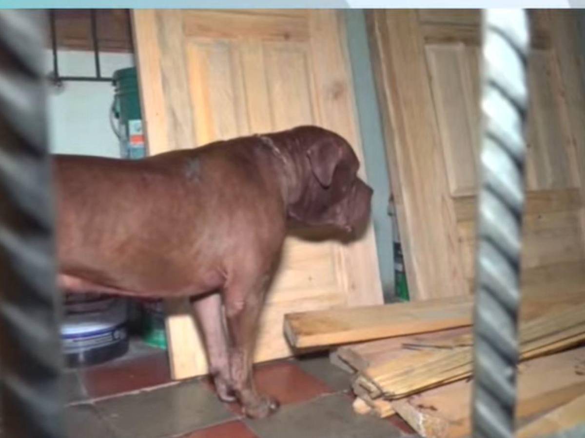 Autopsia de don Alfonzo revela que murió por mordeduras de su perro Zeus, confirma el MP