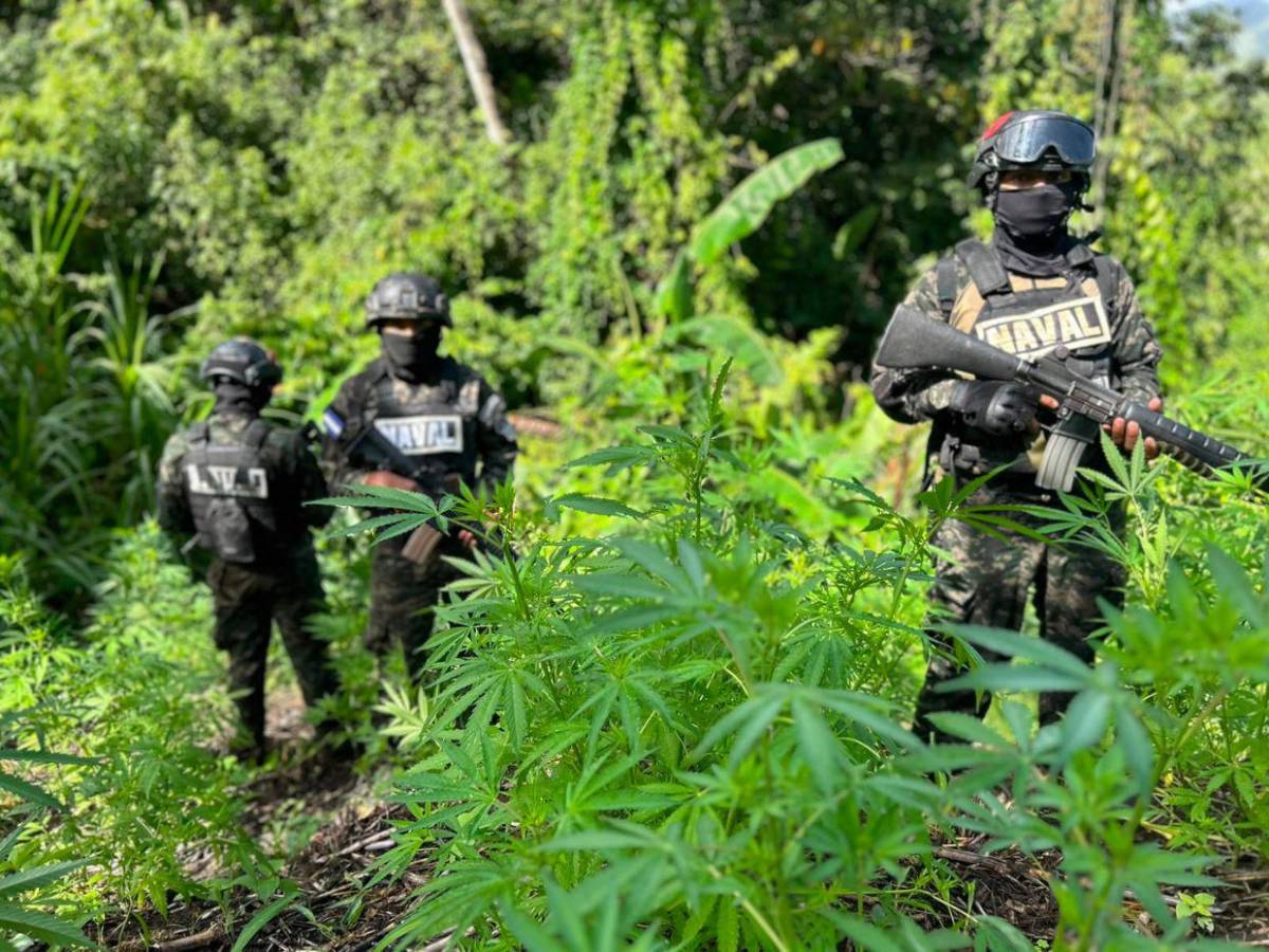 En fotos: así fue el aseguramiento de dos plantaciones de supuesta marihuana en Colón