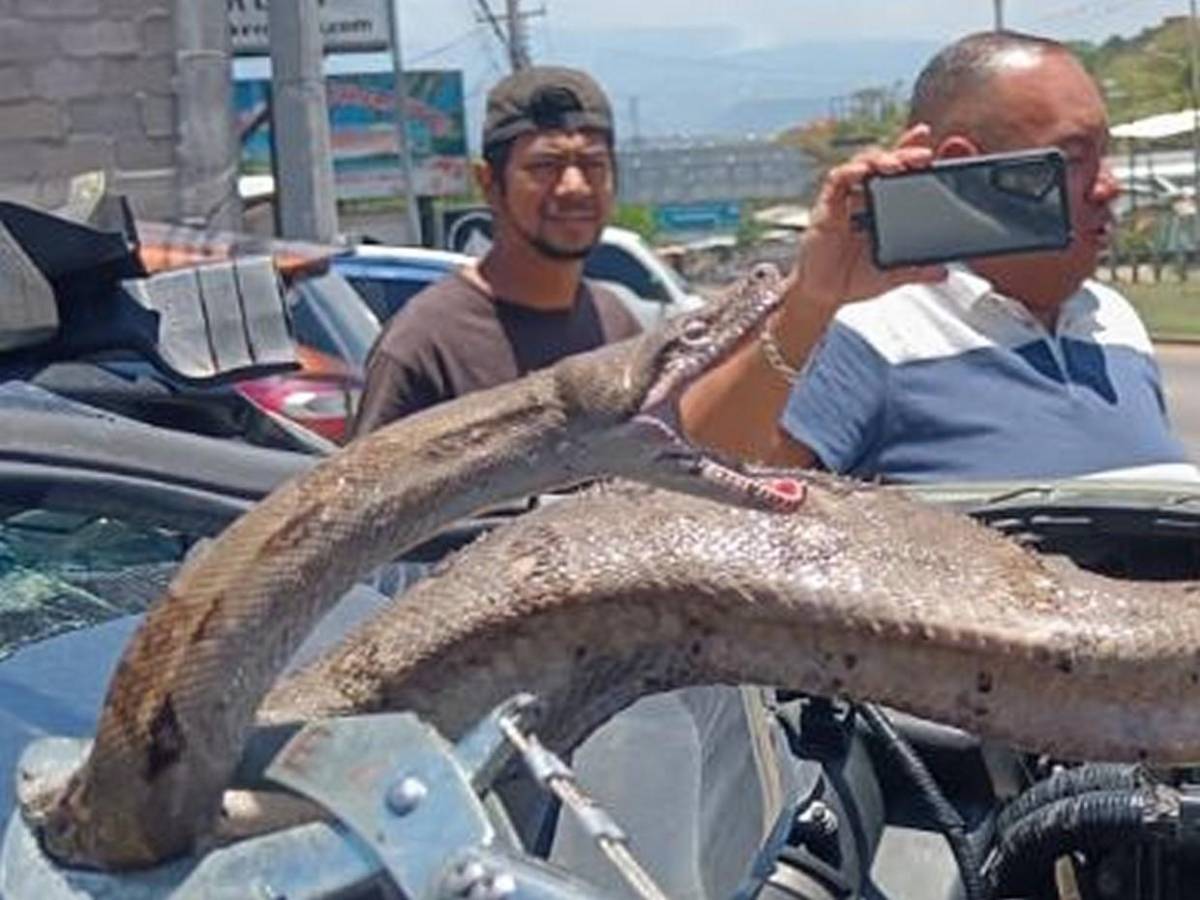 Mecánico pensó que era una manguera: hallan enorme boa dentro de motor en El Carrizal