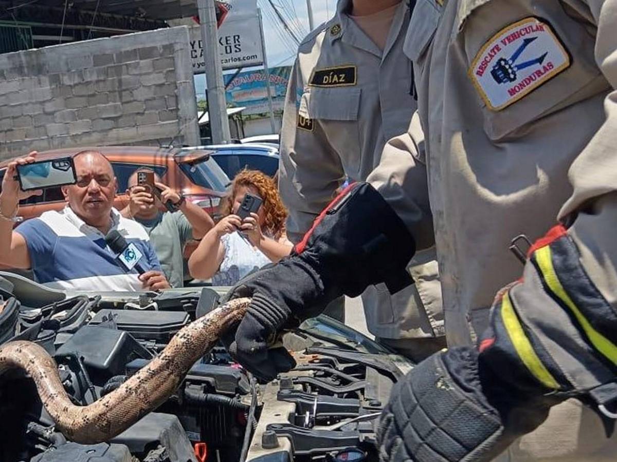 Mecánico pensó que era una manguera: hallan enorme boa dentro de motor en El Carrizal