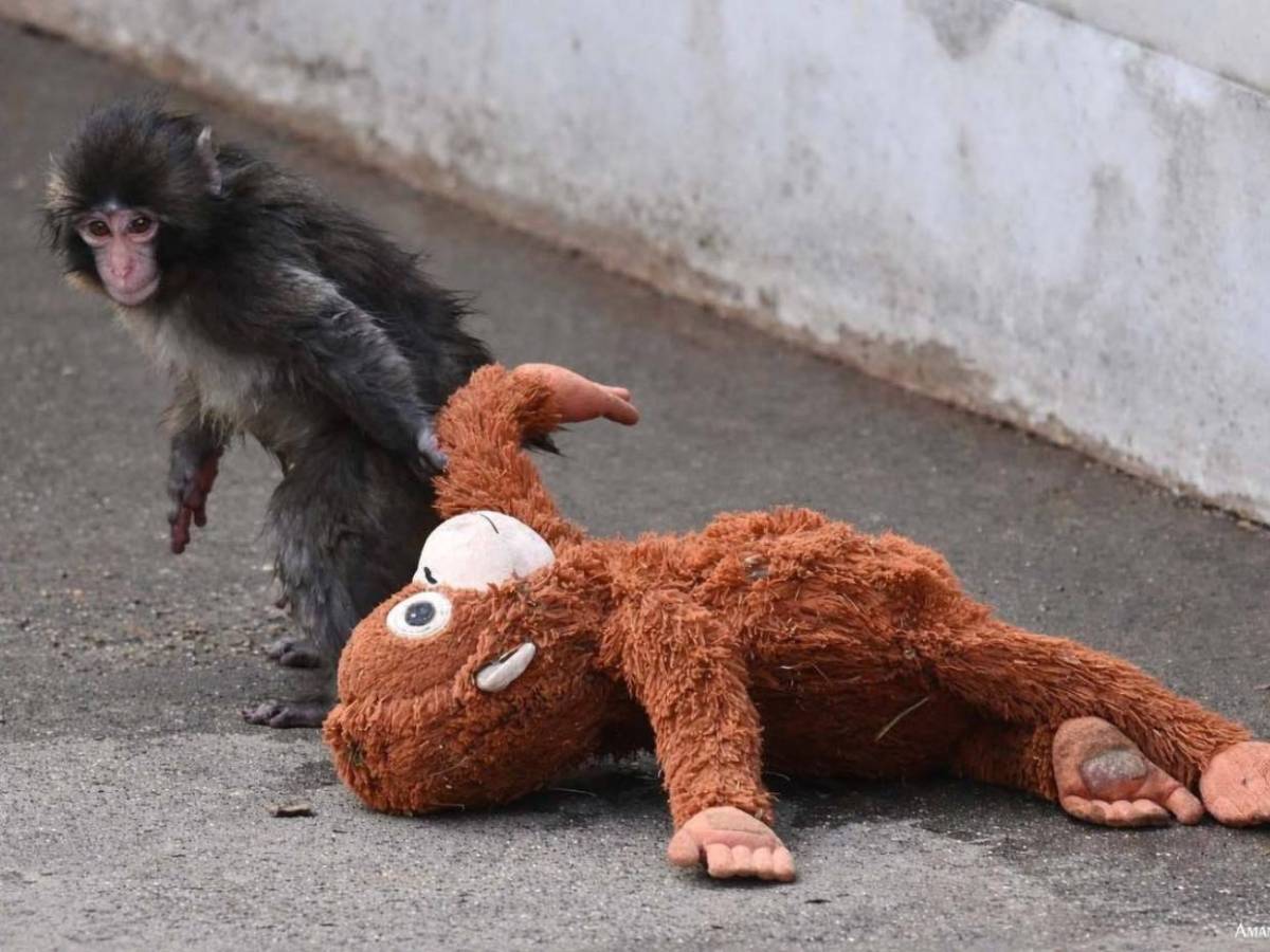 Punch, el mono del peluche, encuentra amigos y aceptación en su manada