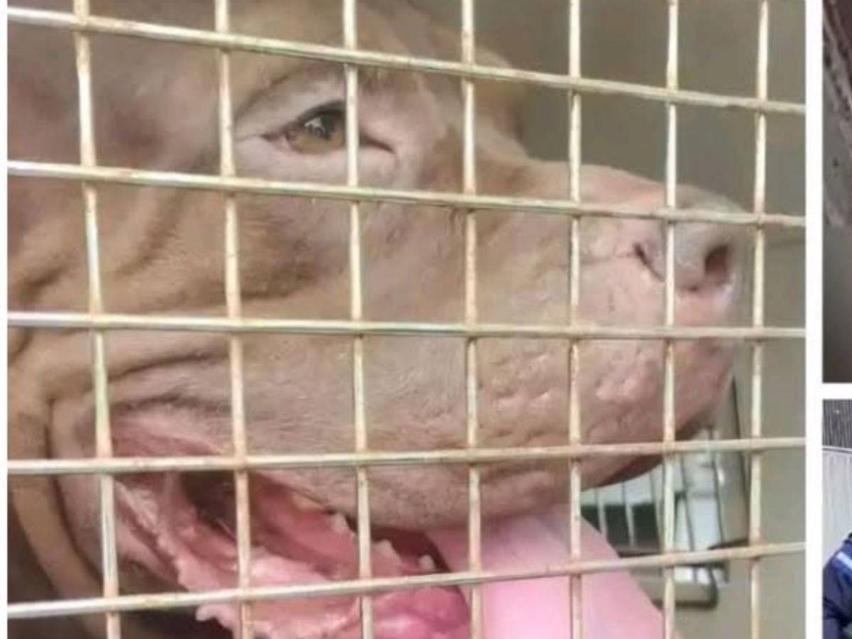 ¿Qué había en la escena? Autopsia determinará si don Alfonzo murió por ataque de su perro Zeus
