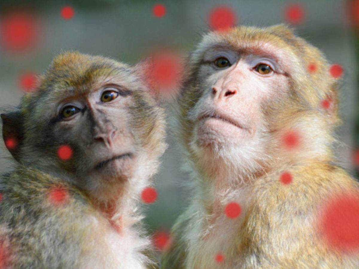 El 95% de casos de viruela del mono se transmite por actividad sexual, según estudio