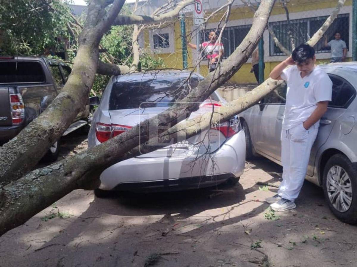 Árbol cae sobre varios vehículos frente a Facultad de Medicina: estudiante se salva de ser aplastado