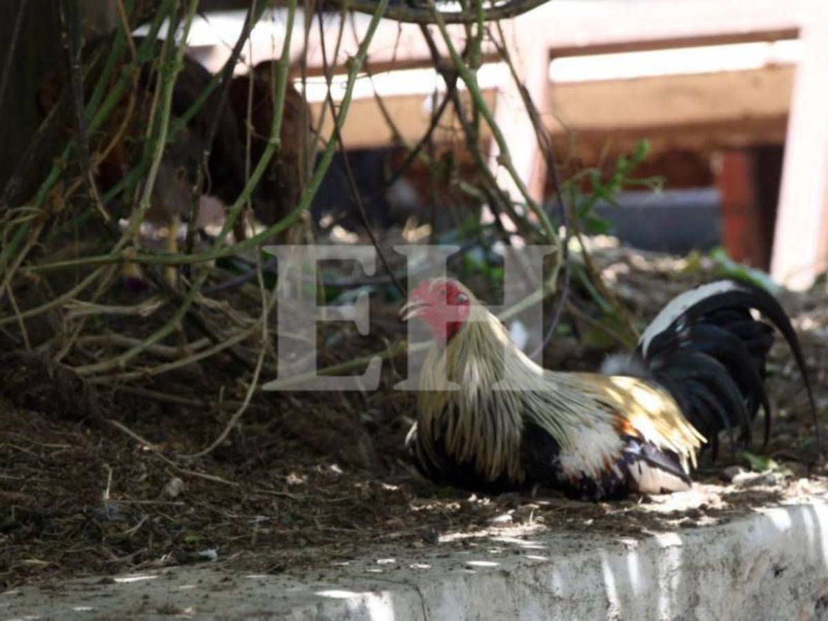 Pelea de gallos, criadero de peces y patos: Támara está lejos de ser una cárcel