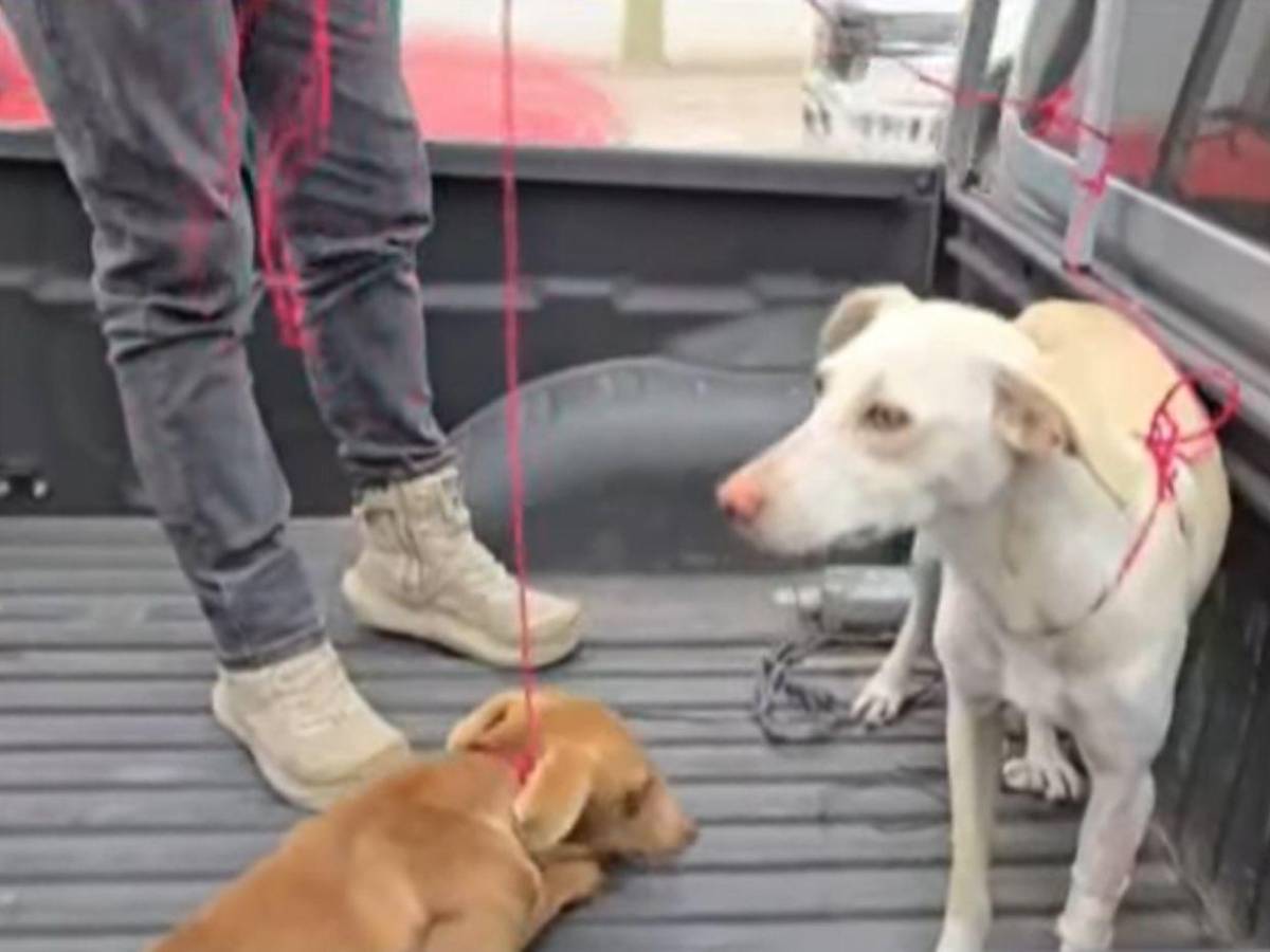 Cocinero Josué Castillo aclara sobre restos de perro encontrados en su casa: Tenía una herida en el estómago