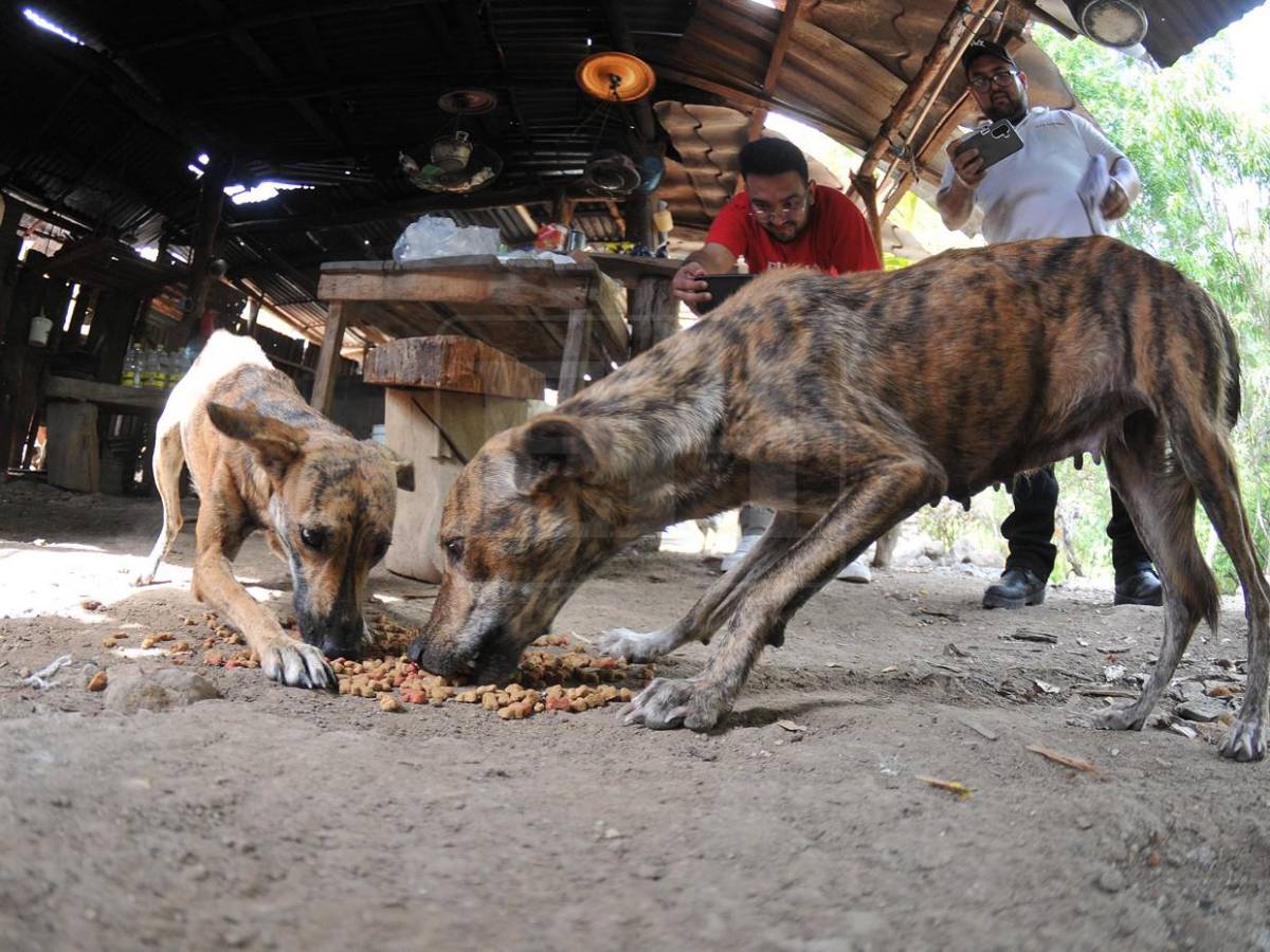 La ayuda también los abarcó: mascotas reciben alimento en el Corredor Seco