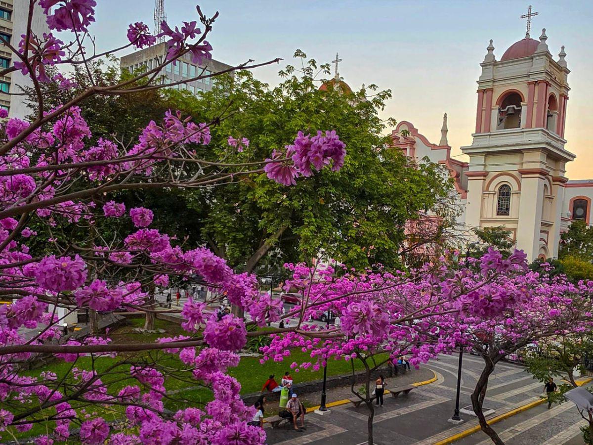 Con el estallido amarillo y rosa de los guayacanes: así lucen las calles en Centroamérica
