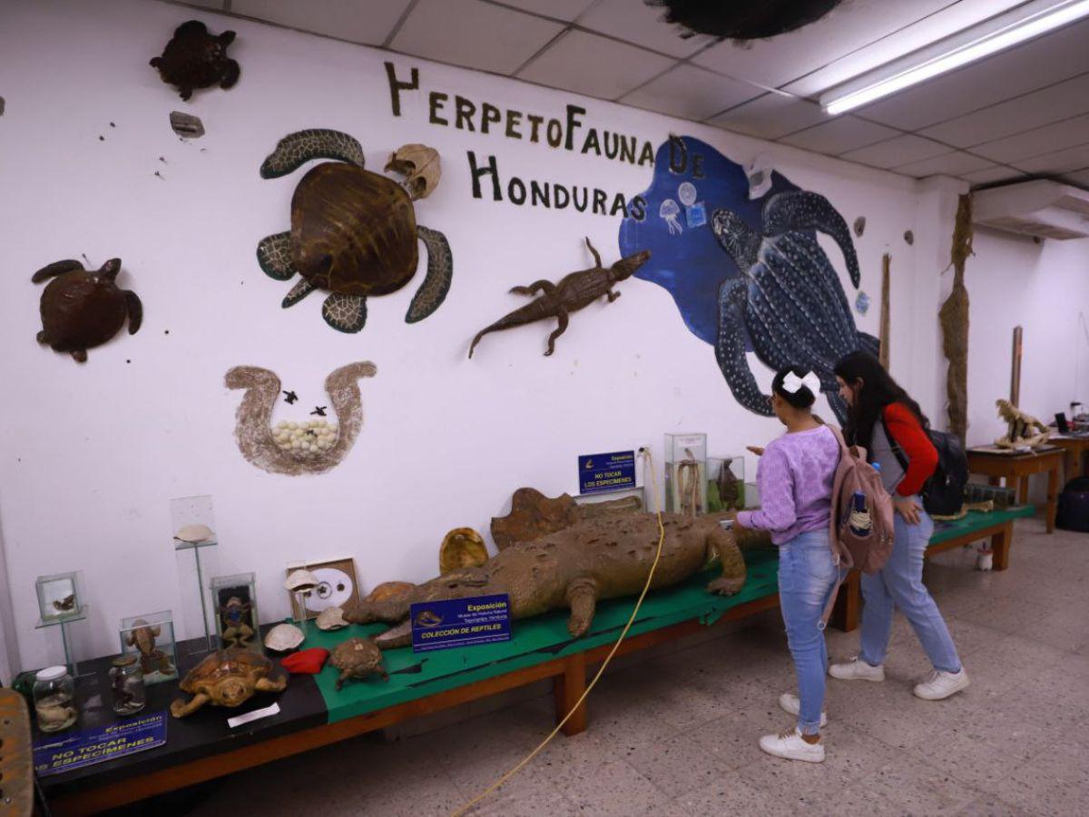 Una aventura por el mundo de los fósiles que permite comprender la naturaleza