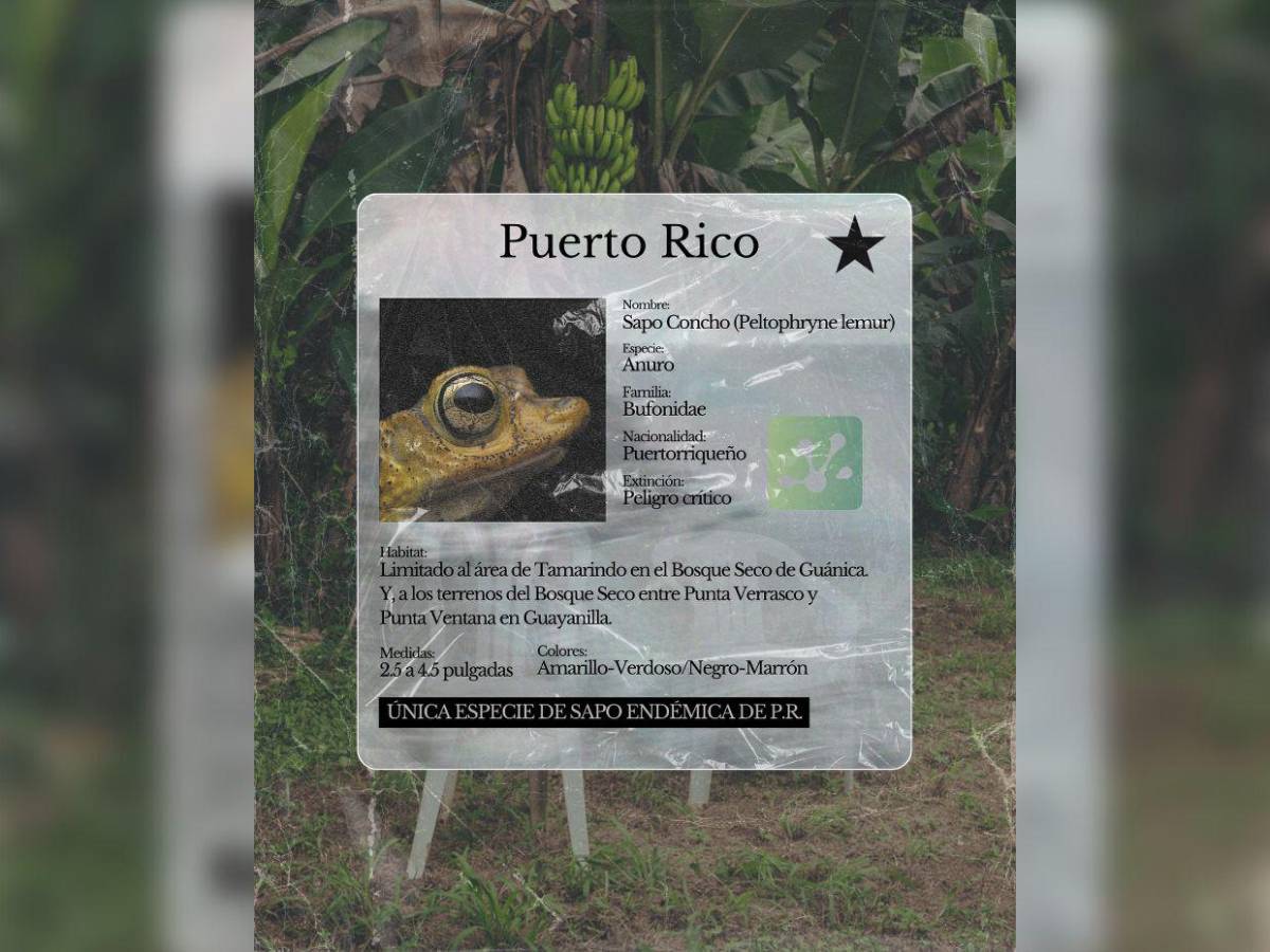 Bad Bunny convierte al sapo Concho puertorriqueño en símbolo de su nuevo álbum