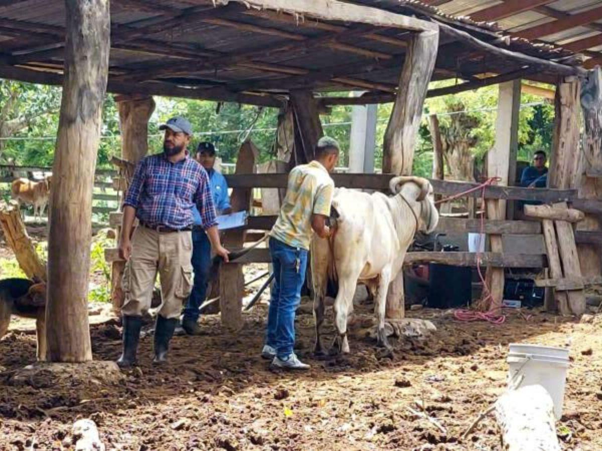 Capacitan a 70 promotores en inseminación en Honduras