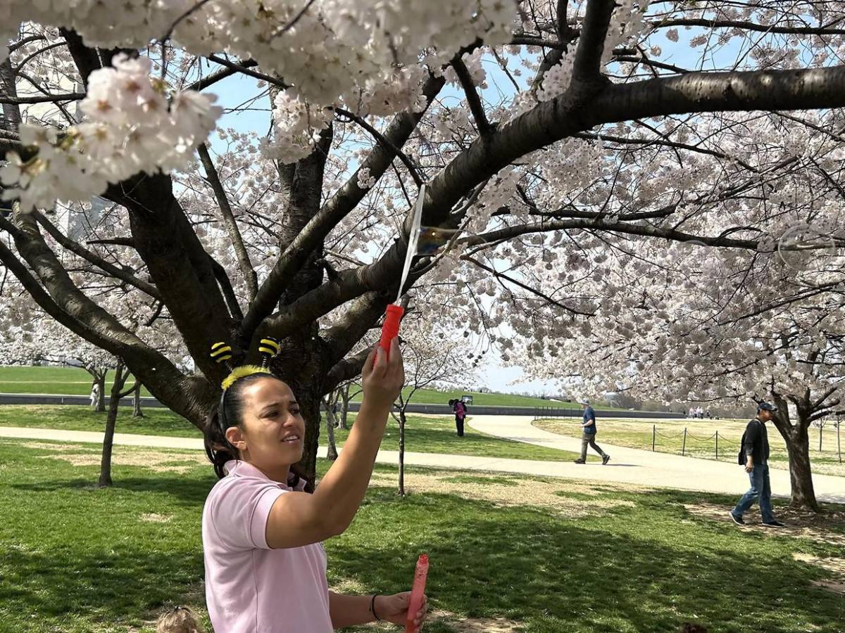 La primavera llega temprano a Washington con el espectáculo de los cerezos