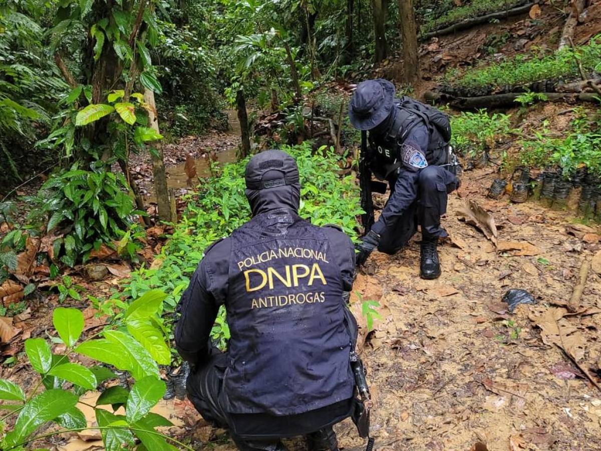 Agentes de la DNPA en coordinación con DIPOL y la Dirección Nacional de Fuerzas Especiales (DNFE) y la Fiscalía Local de Trujillo participaron en la operación.