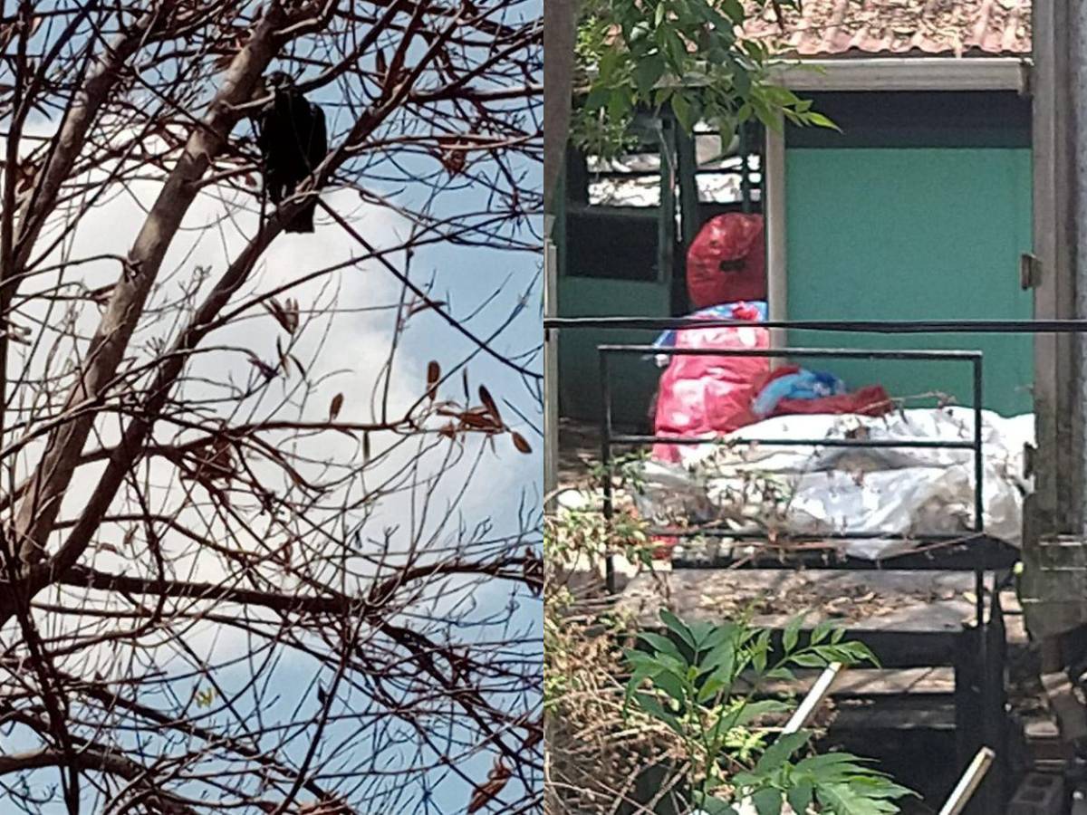 Olores fétidos y aves de rapiña: vecinos denuncian insalubridad en contenedores de morgue capitalina