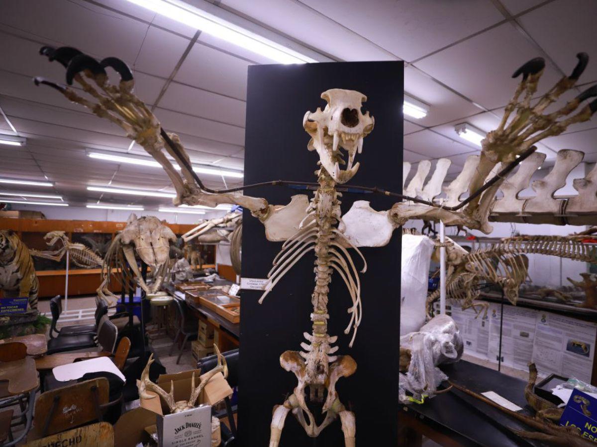 Una aventura por el mundo de los fósiles que permite comprender la naturaleza