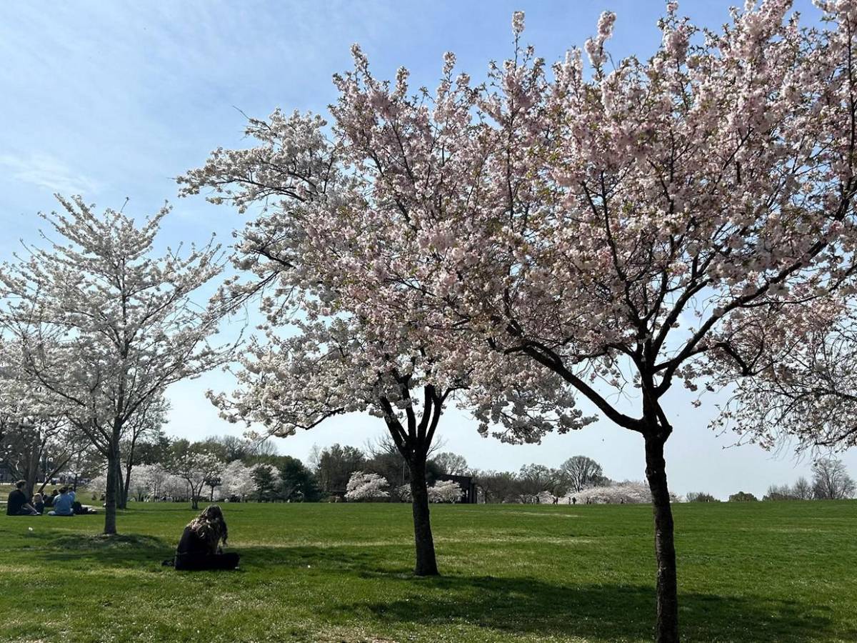 La primavera llega temprano a Washington con el espectáculo de los cerezos