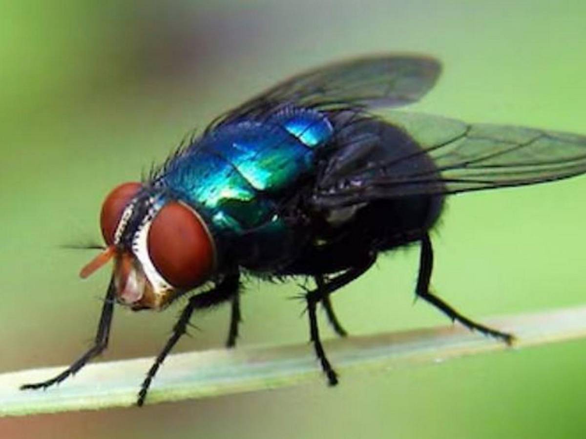 Miasis en humanos: ¿Cómo luce la mosca cochliomyia hominivorax que la provoca?