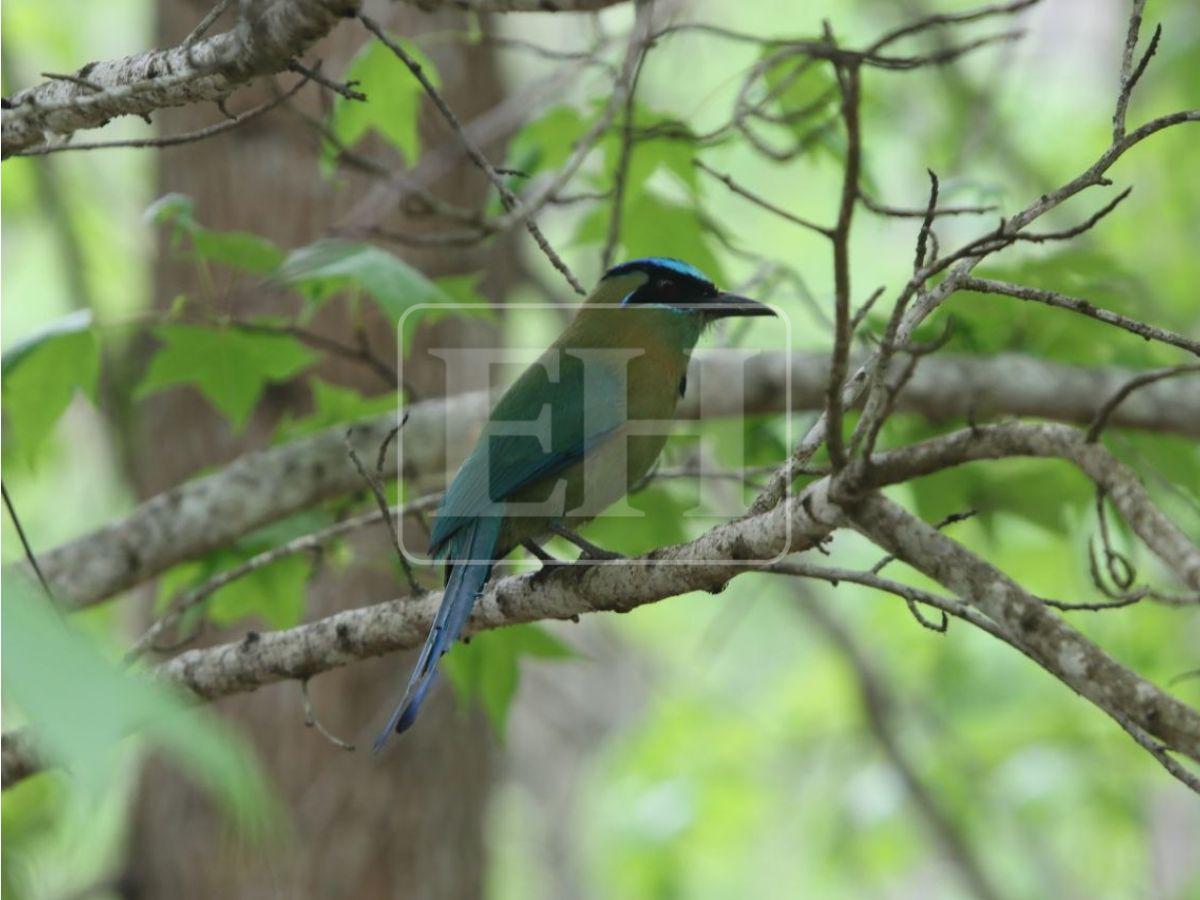 Frescura, fauna y viajes en bote de pedales: disfruta del Parque Aurora esta Semana Santa