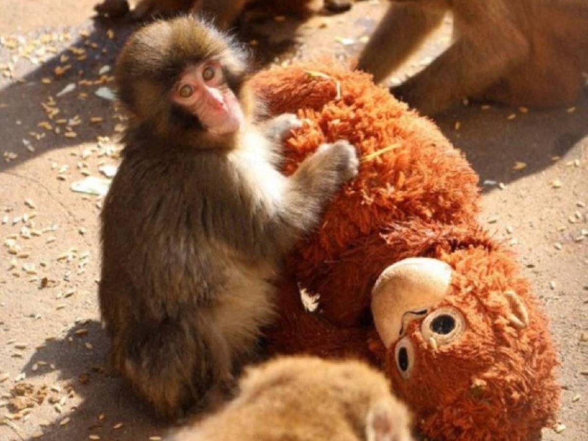 Punch: el mono rechazado por su madre que convirtió un peluche en su único refugio