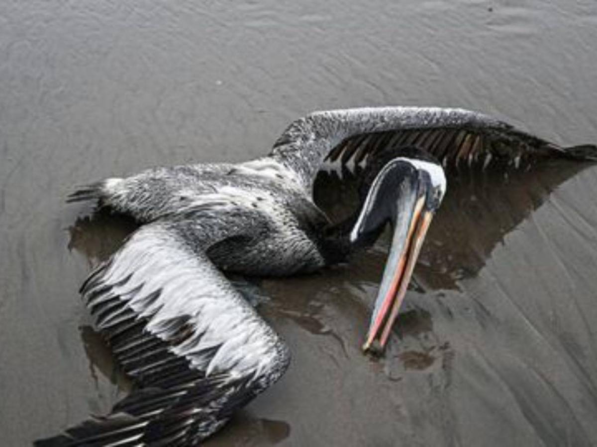 ¿Qué es la influenza aviar H5N1 detectada en aves? ¿Puede contagiarse en humanos?