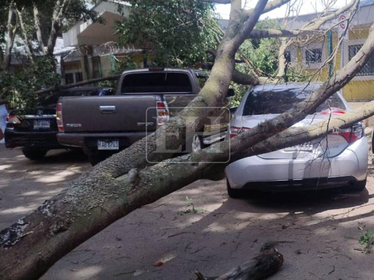 Árbol cae sobre varios vehículos frente a Facultad de Medicina: estudiante se salva de ser aplastado