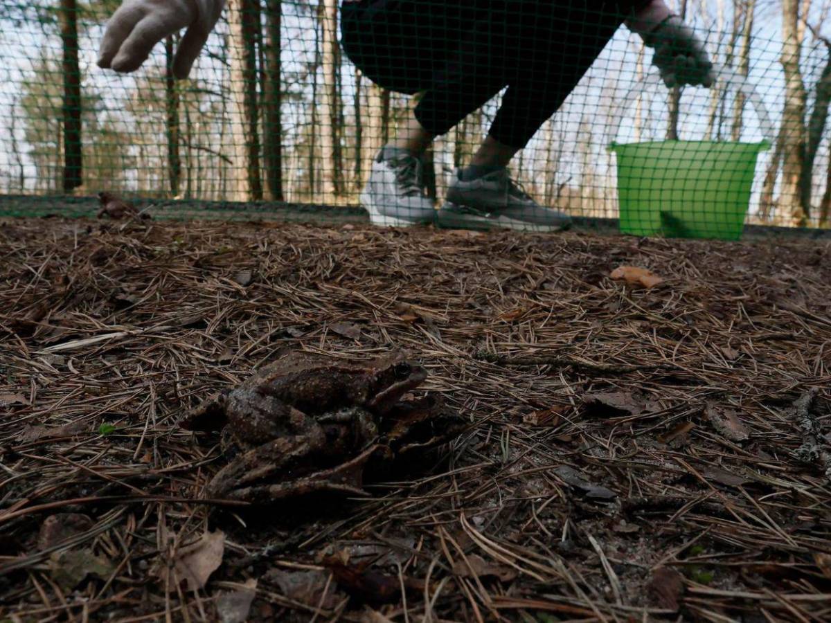 ¡Paso a los anfibios!: San Petersburgo ayuda a las ranas en su migración