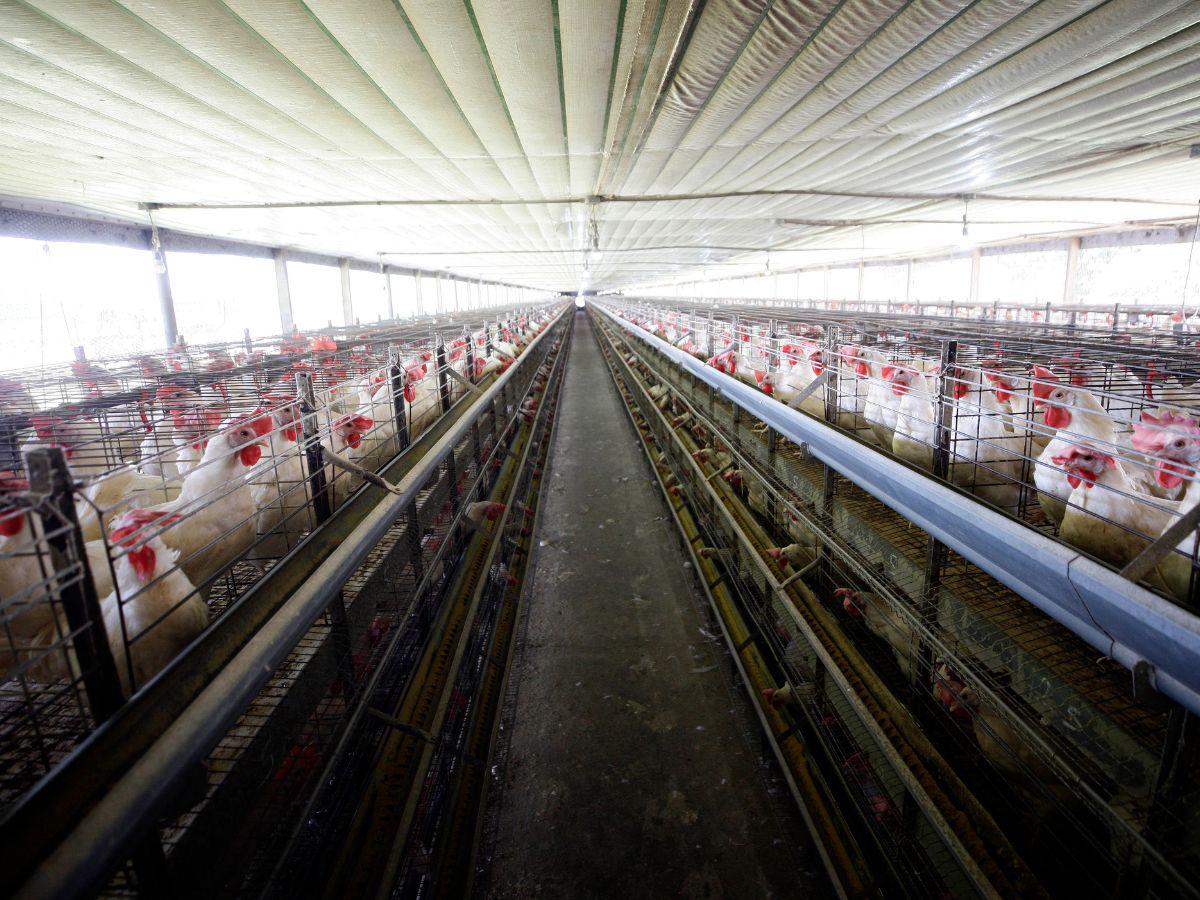 $!La vida de una gallina promedio es de 104 a 120 semanas, en la granja de producción permanecen desde la semana 24, por lo que su período poniendo huevos es de 90 semanas, posteriormente son dadas de baja.