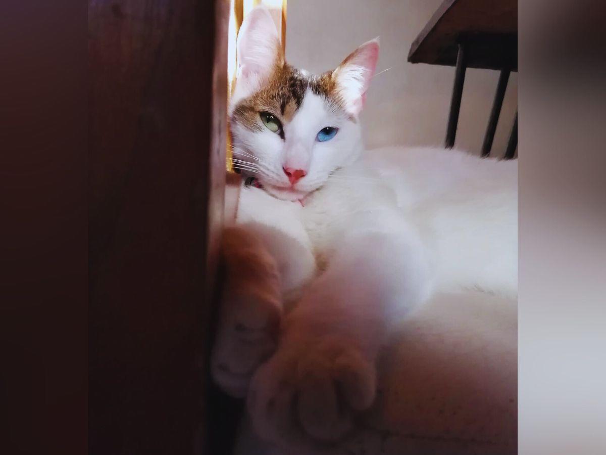 Tipos de personas que no les caen bien a los gatos