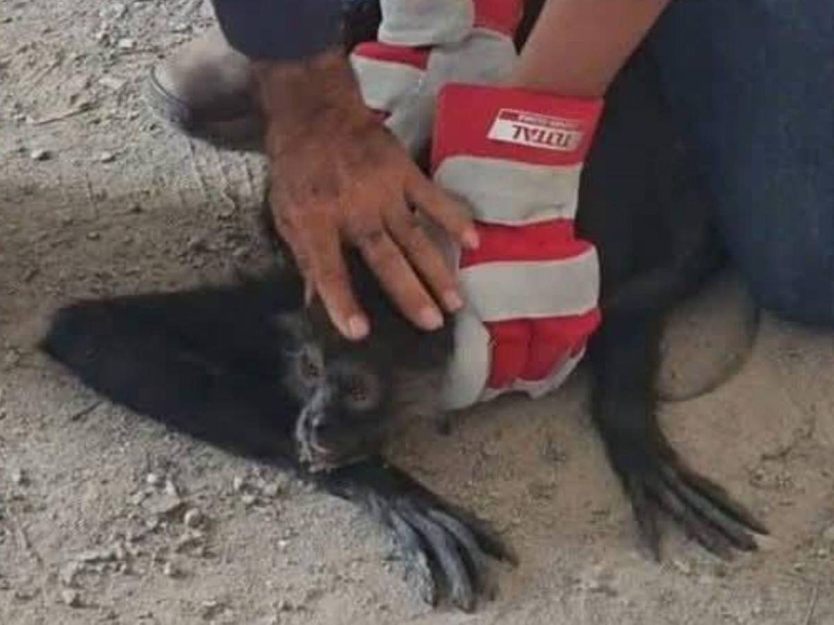 Así rescataron a mono araña que había escapado de un espacio en cautiverio en Copán