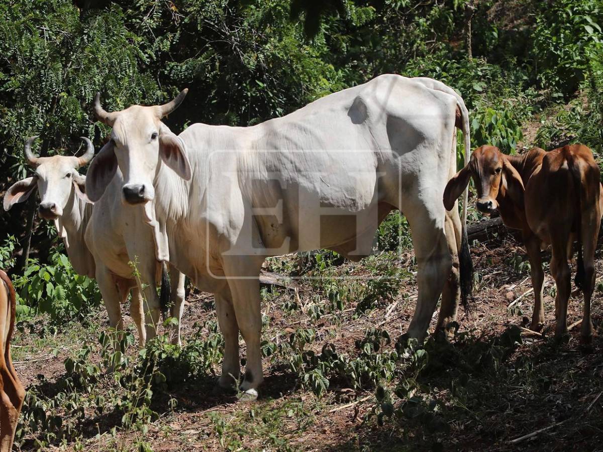 Sin agua ni forraje: la lucha diaria de pequeños ganaderos por salvar sus vacas
