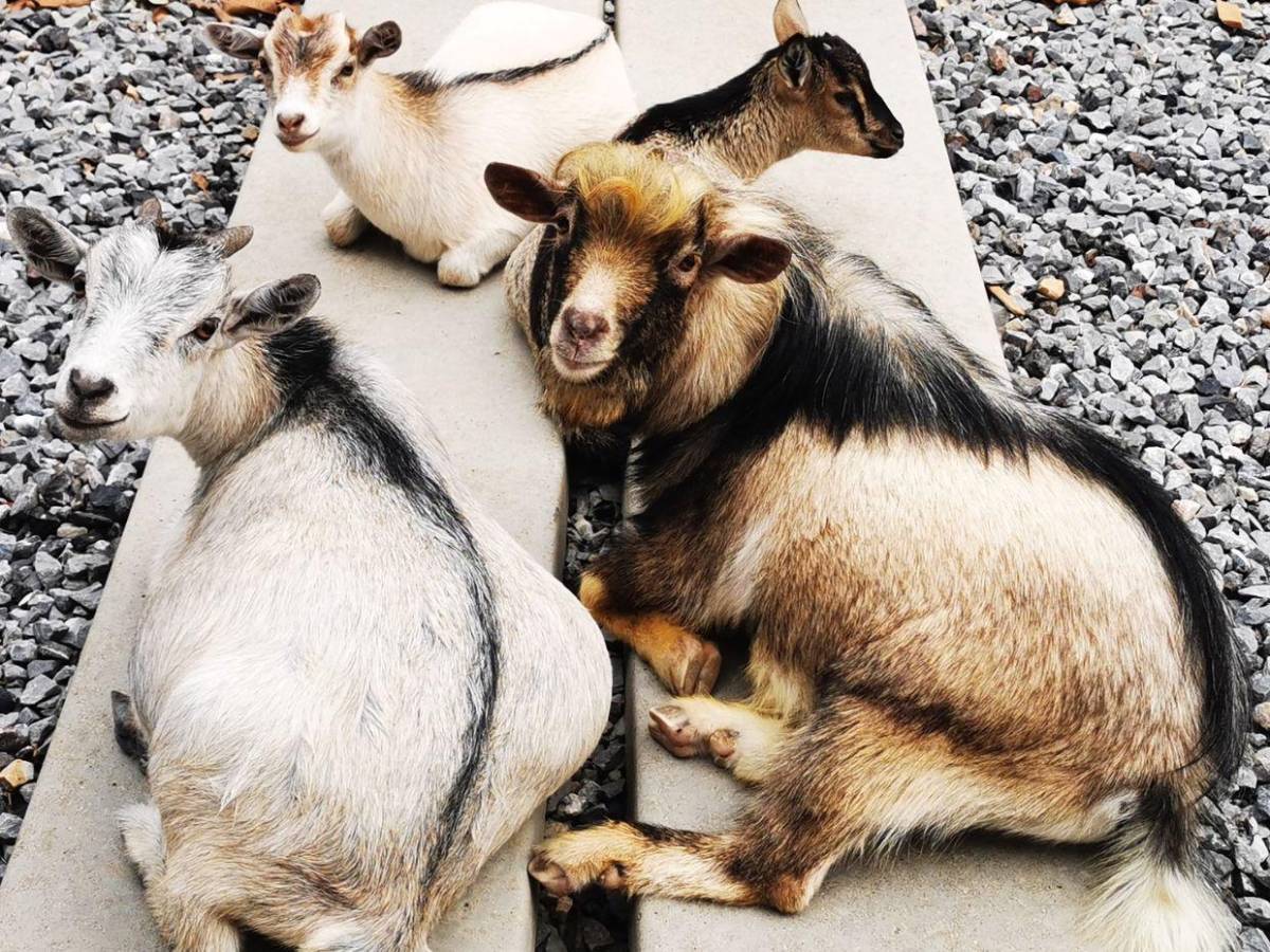 Animales comprados, gatos y perros envenenados: Situación en 'santuario' de Frank Cuesta