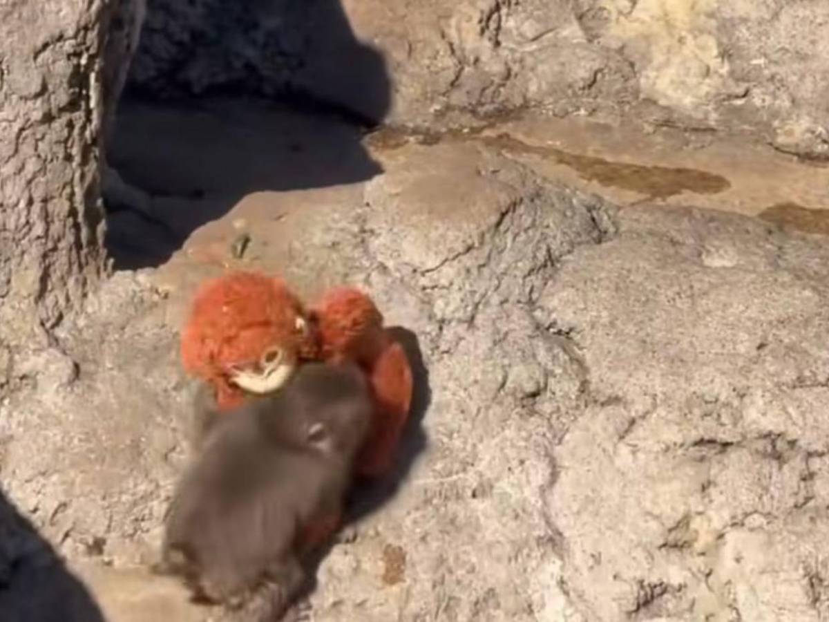 Punch: el mono rechazado por su madre que convirtió un peluche en su único refugio