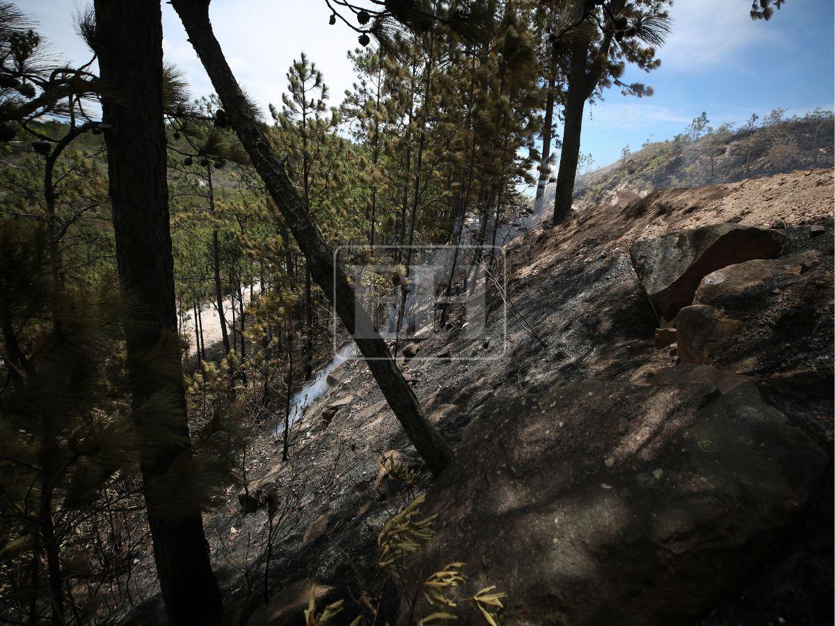 Honduras perdió 900 mil hectáreas de bosque: Lepaterique entre las zonas más afectadas